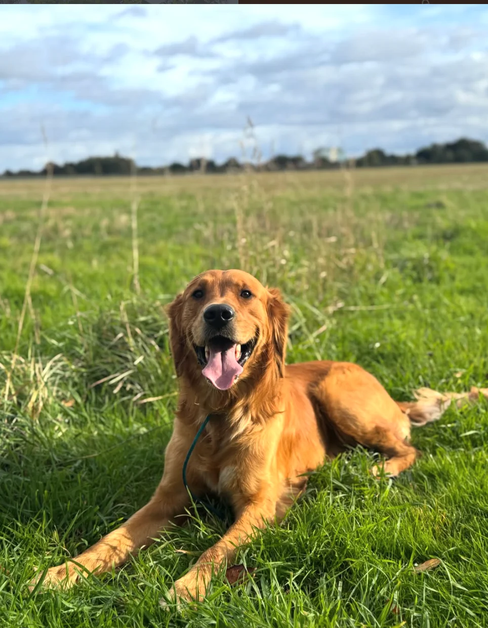 Oakley, a golden retriever, lying in long grass and smiling