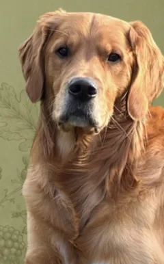 Oakley, Aimee’s working line Golden Retriever